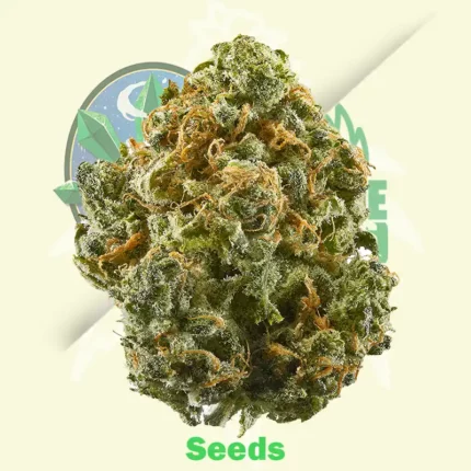 Critical + 2.0 Autoflowering