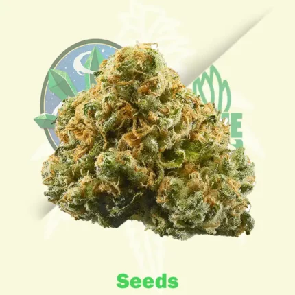 Critical Haze Regular by Mr. Nice Seedbank