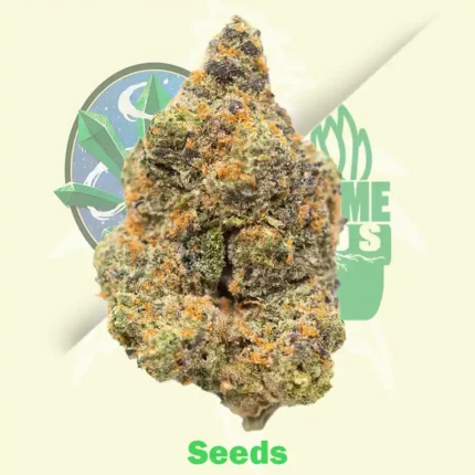 Auto Critical Soma