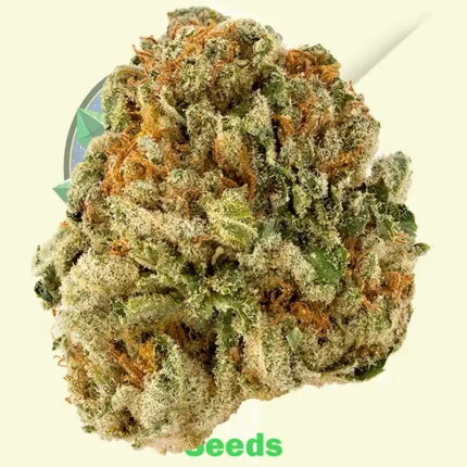 Critical by CBD Seeds