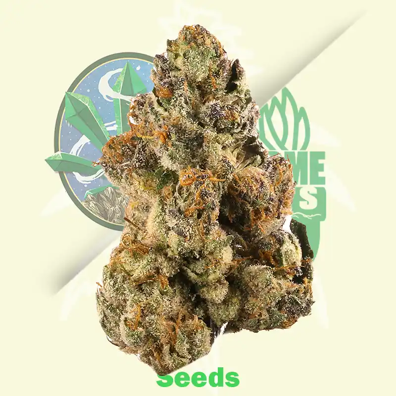 GELATO-Seeds