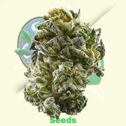 Girl Scout Cookies Feminized by Original Sensible Seeds