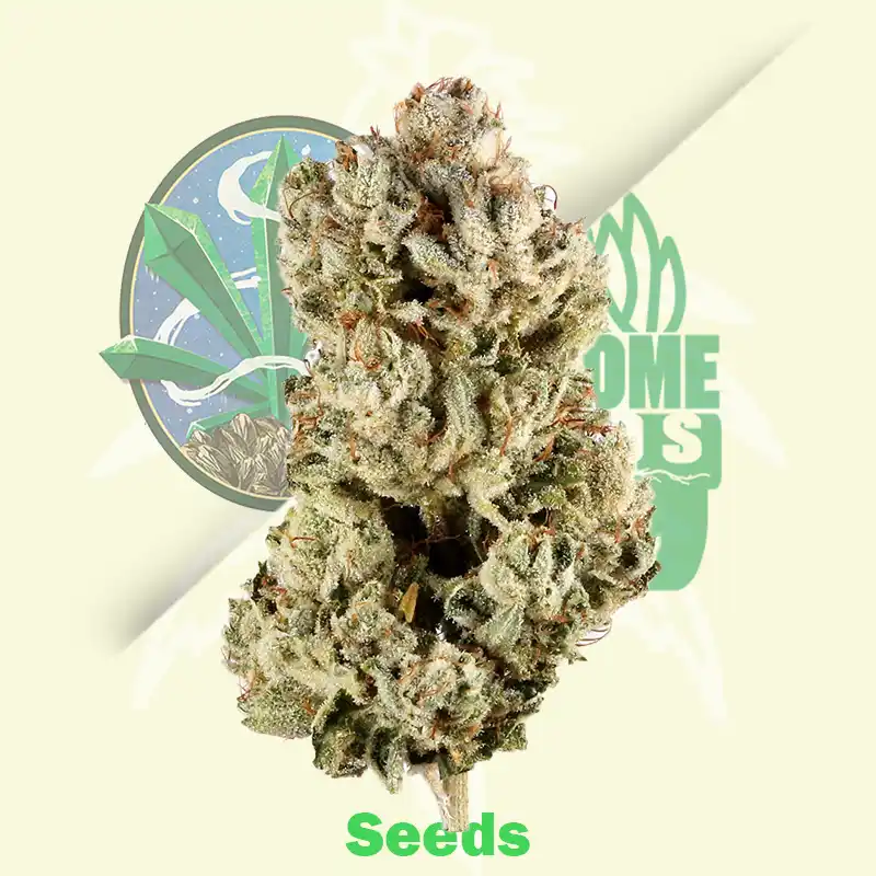 Gorilla Glue #4 Auto