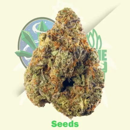 Hindu Kush Automatic