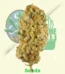 Auto Jack Herer