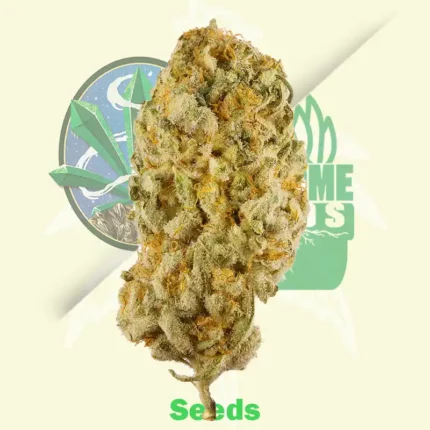 Original Auto Jack Herer