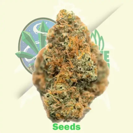 Lemon Haze Auto Feminized Seeds by Expert Seeds
