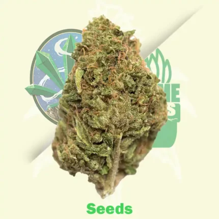 Lemon Kush by Zambeza Seeds