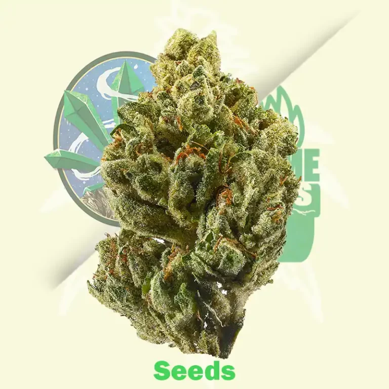 Og Kush Autoflowering