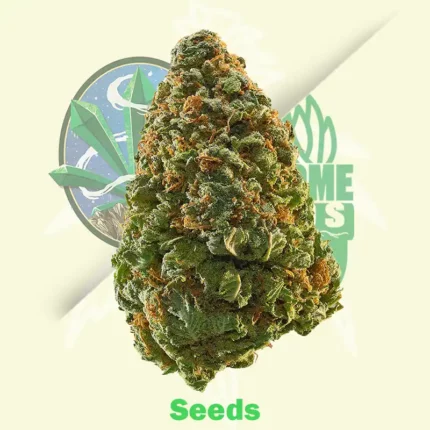 Power Plant by Dutch Passion