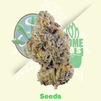 White Gold by Expert Seeds