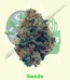 Zkittlez OG Auto