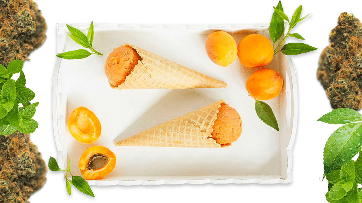 apricot gelato strain