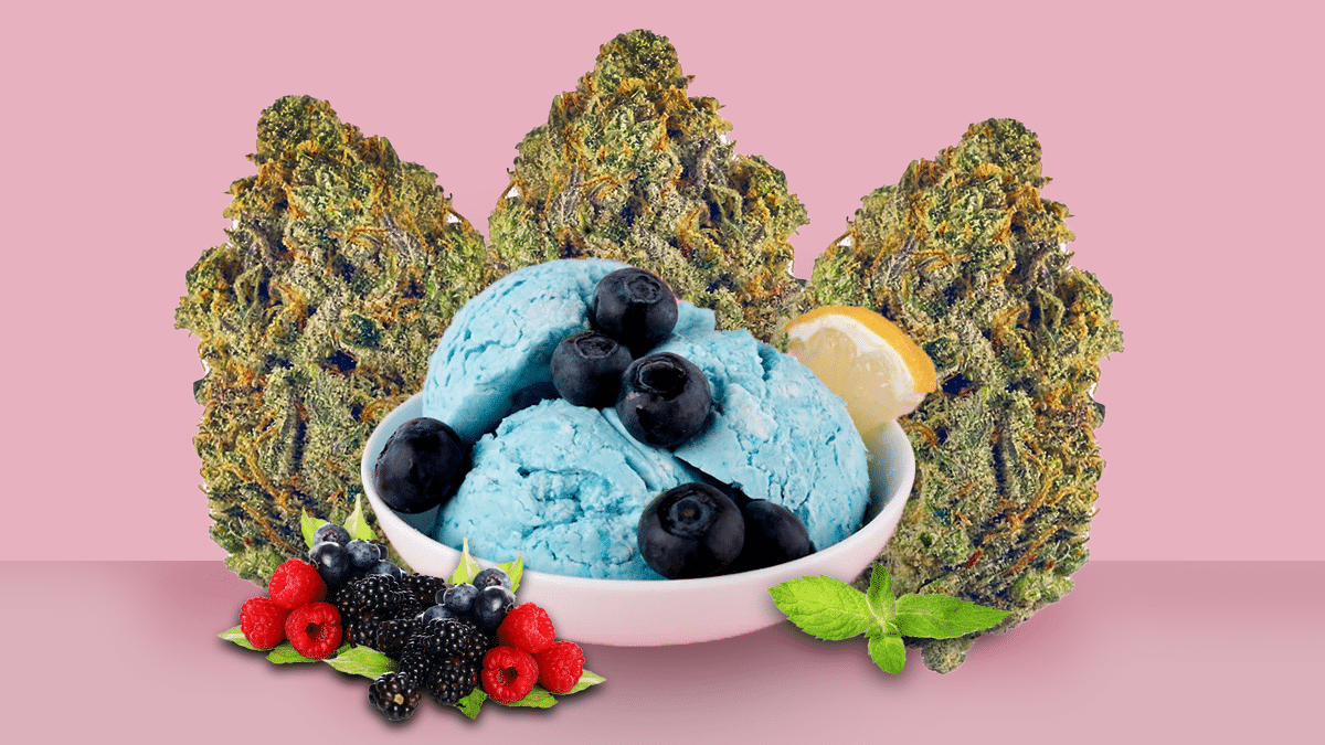 Blue Gelato Strain