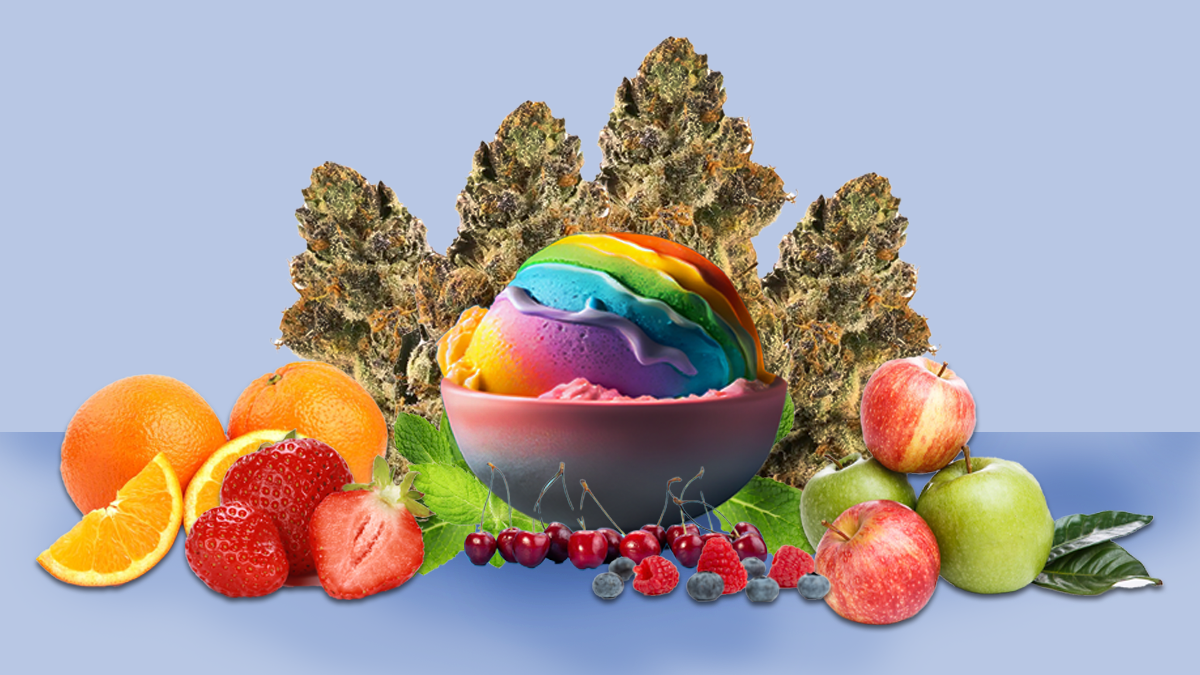 Gelato Strain
