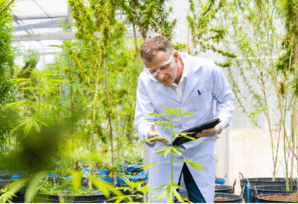 Strongest Marijuana 2024: Ranking Cannabis Strains Based On Shocking THC