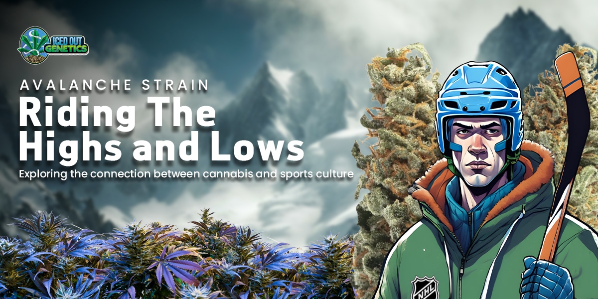 Avalanche Cannabis Strain