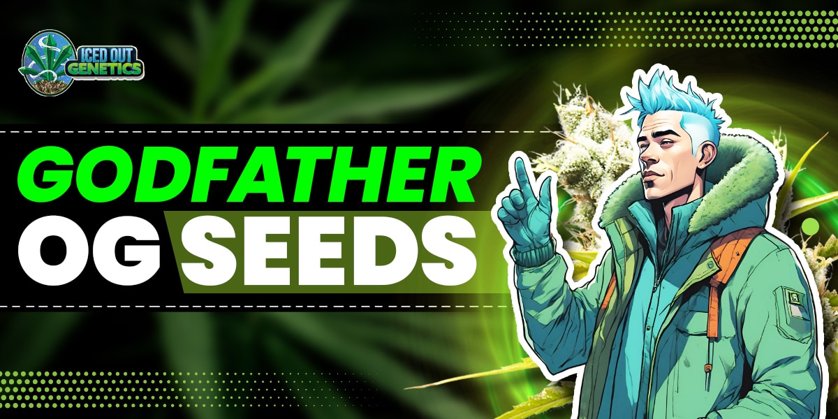 Godfather OG seeds