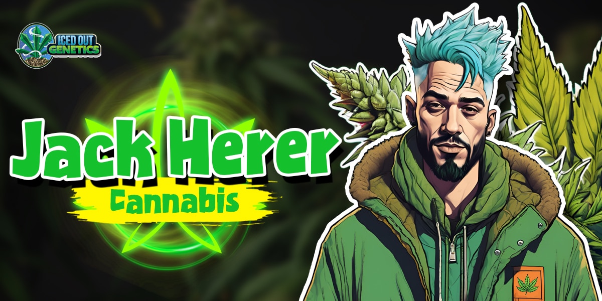 Jack Herer Cannabis