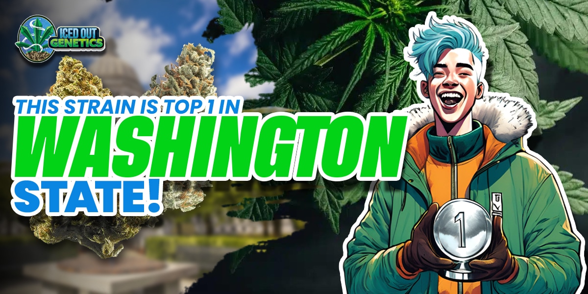 Top Cannabis Strains in Washington