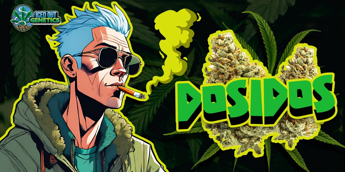 dosidos strain effects