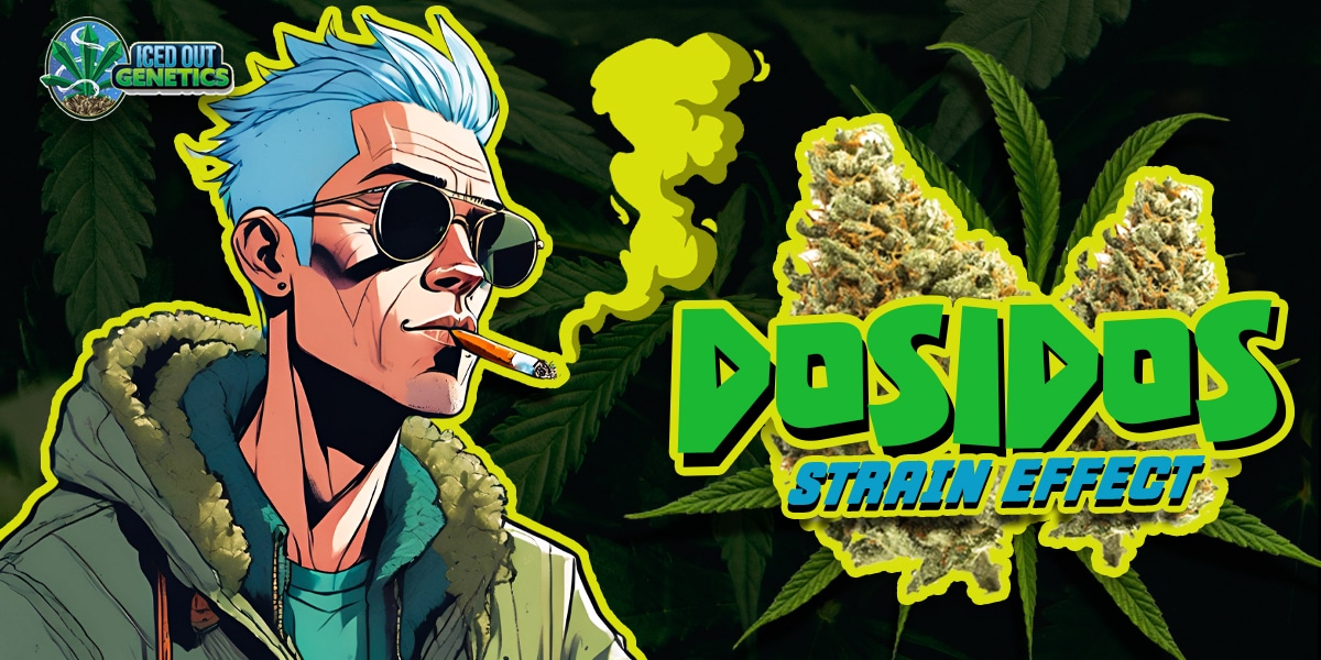 dosidos strain effects