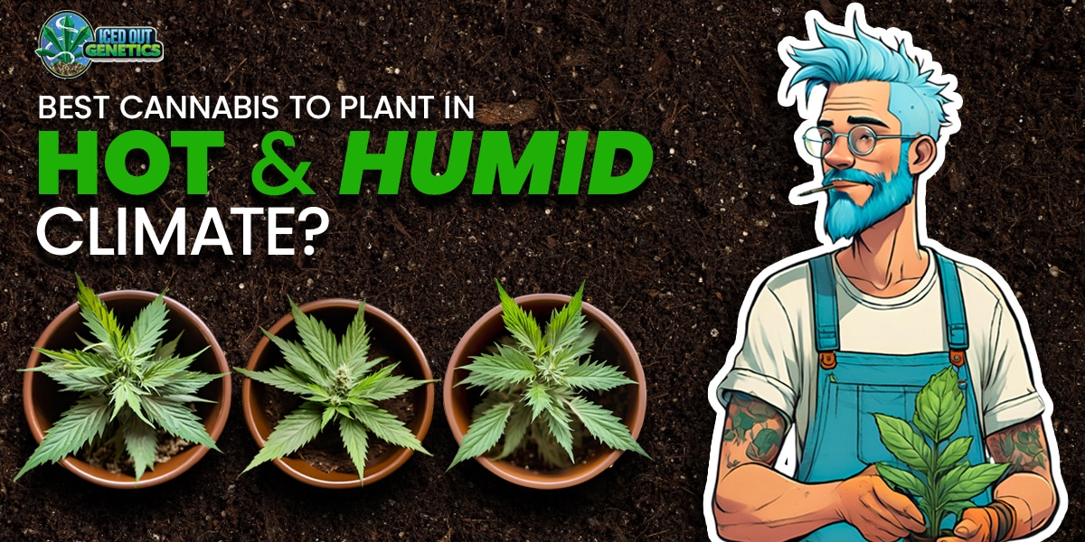 Cannabis Plant for Hot and Humid