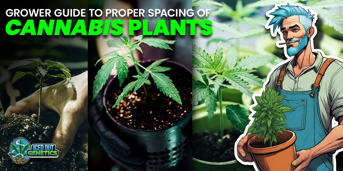 Proper Spacing Of Cannabis Plants