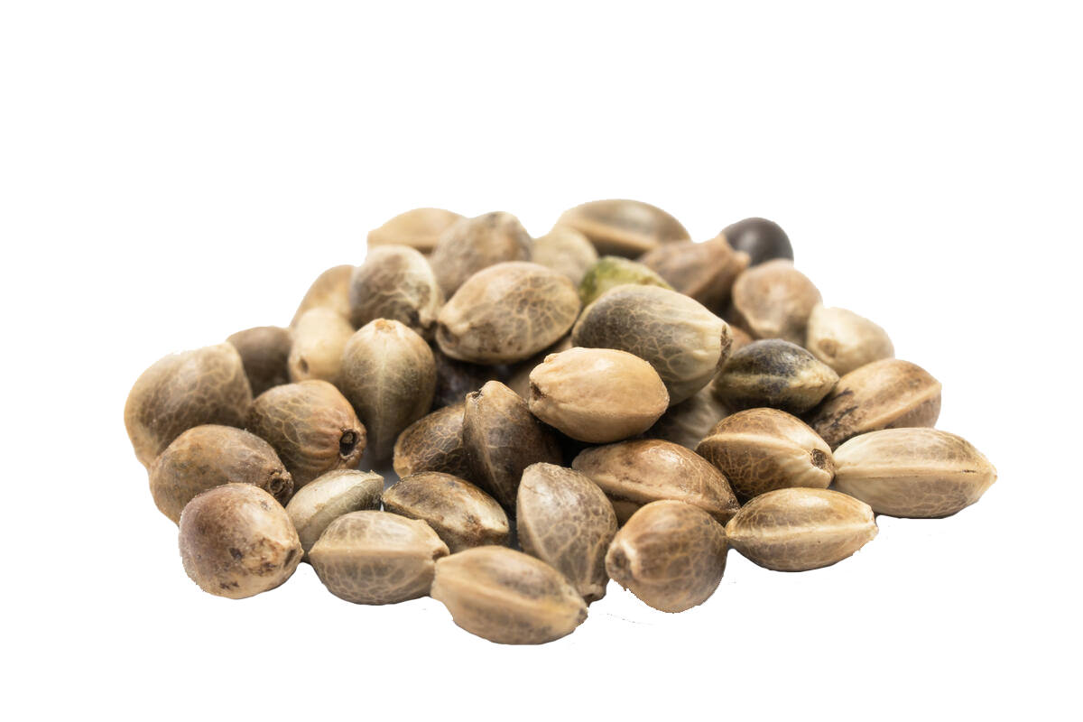 Cannabis Seeds Explained
