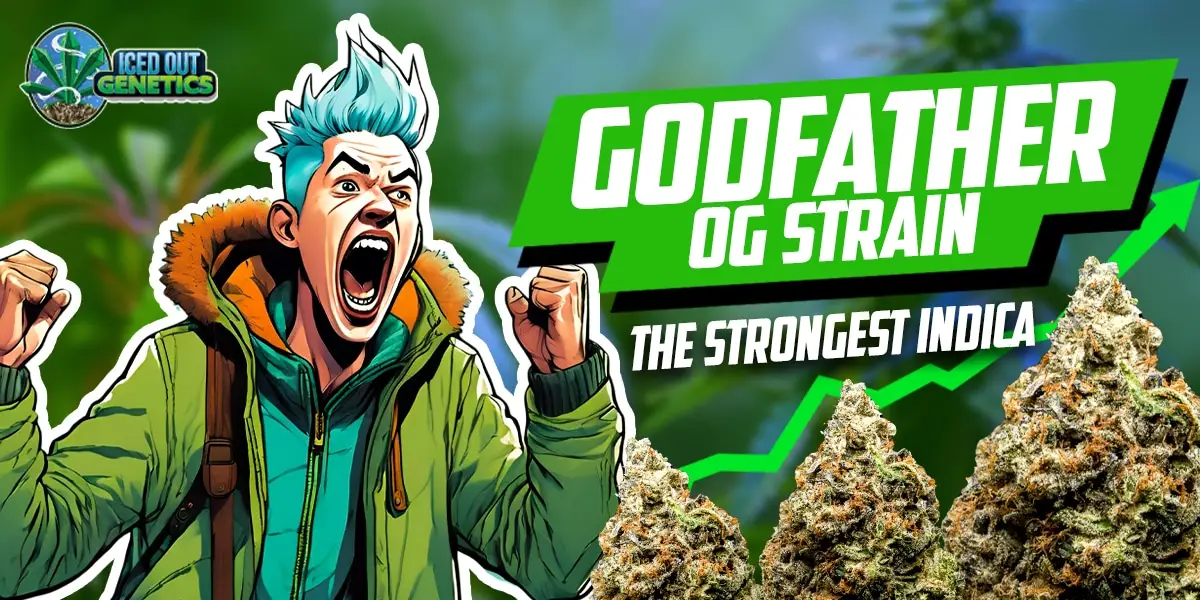 Godfather OG Strain