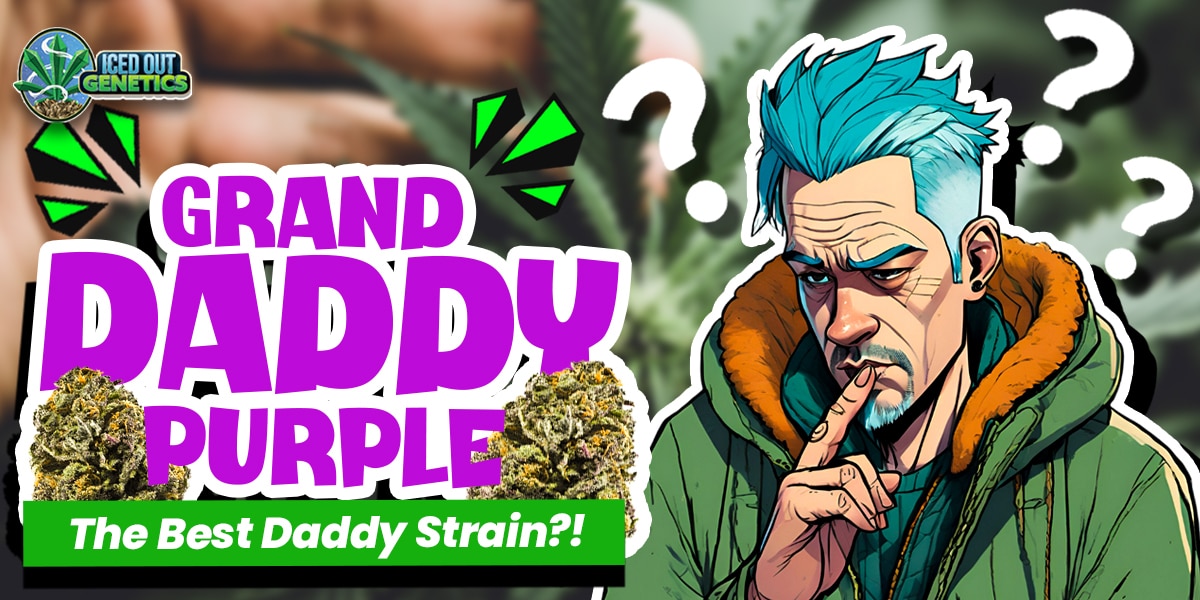 Granddaddy Purple