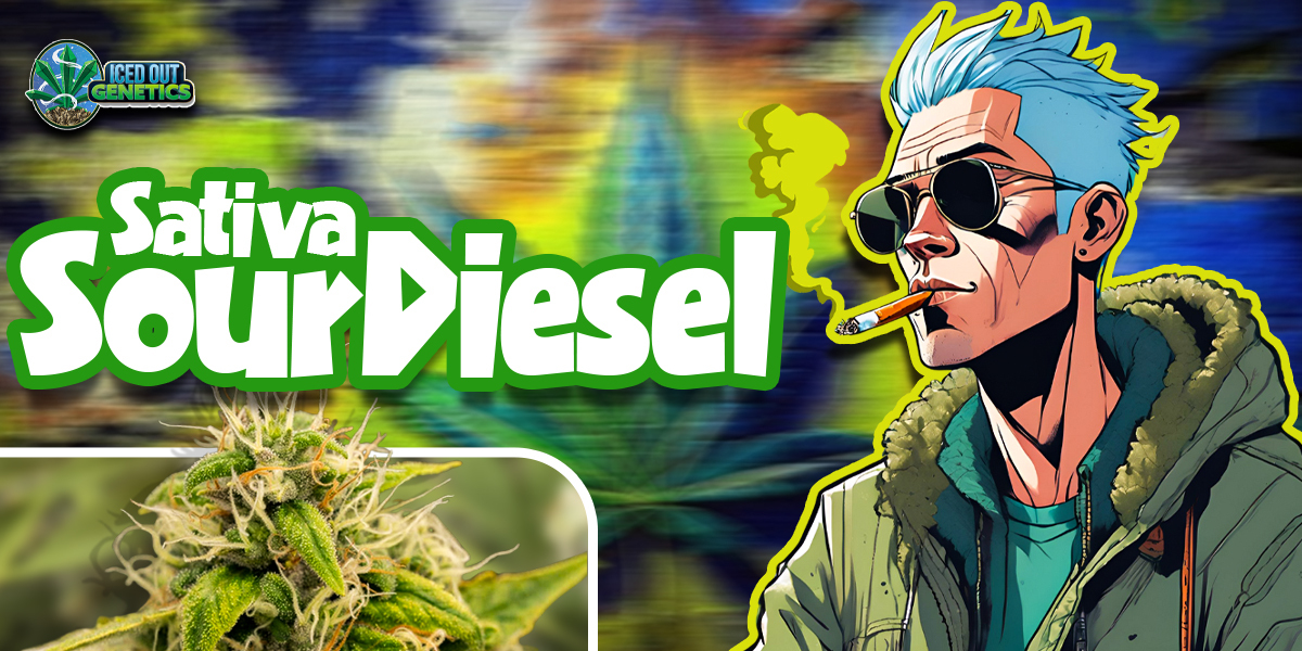 sativa sour diesel