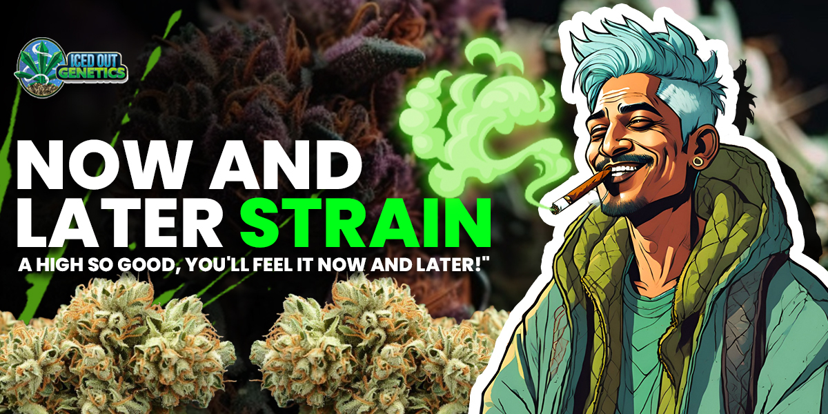 now and later strain