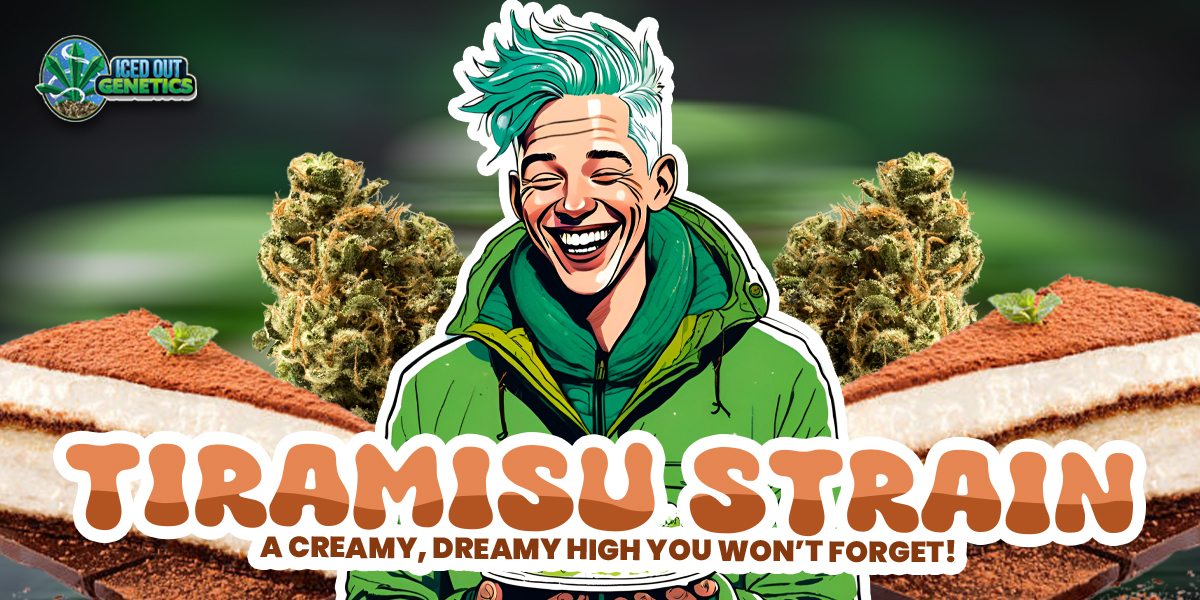 tiramisu strain