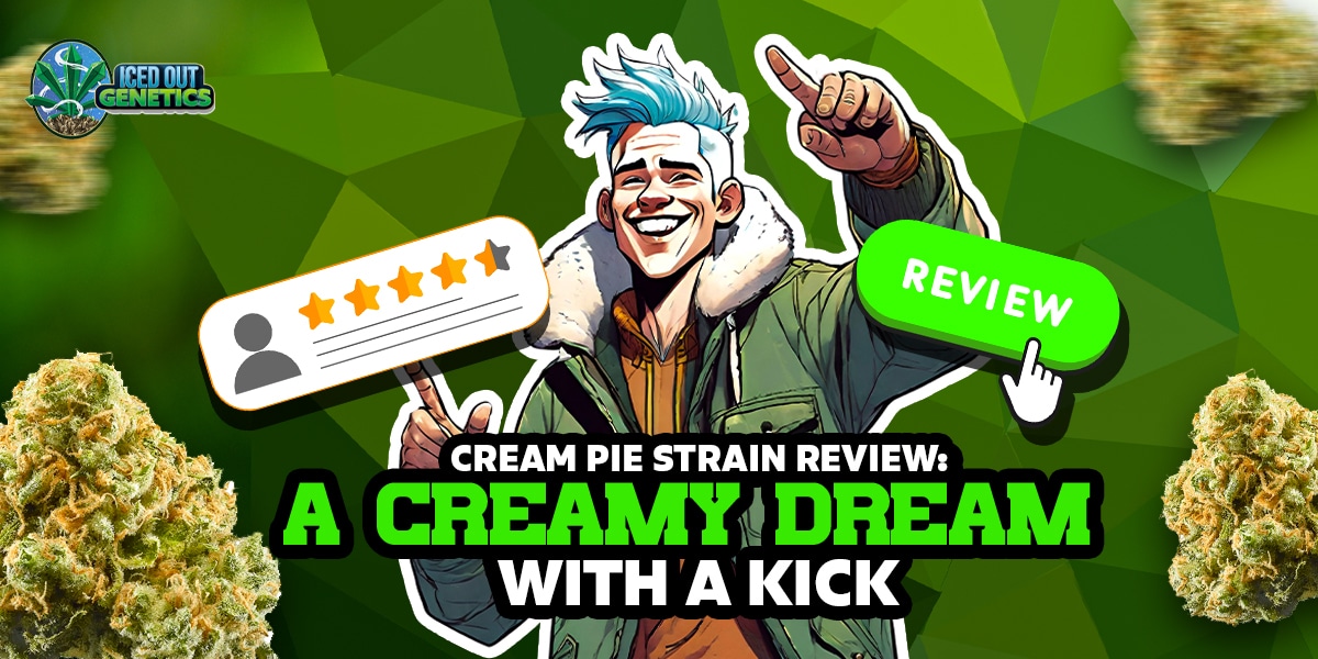 cream pie strain