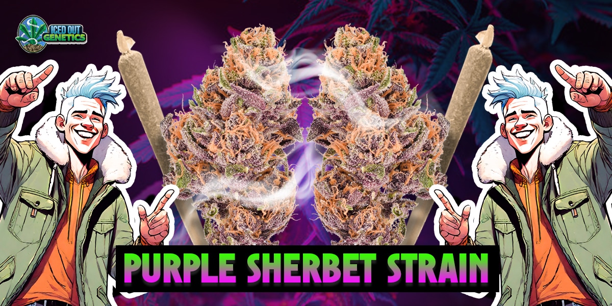Purple Sherbet Strain