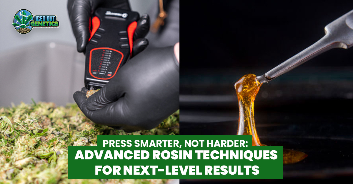Advanced Rosin Pressing Explained