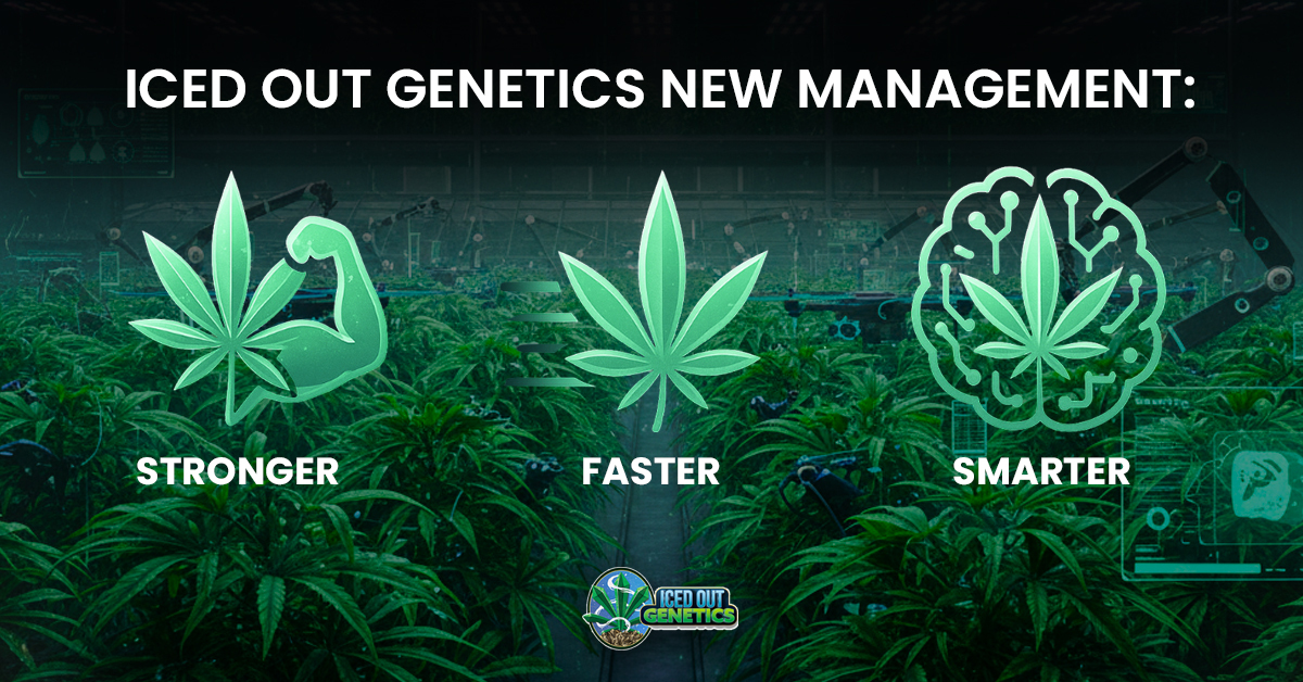 Iced Out Genetics new management