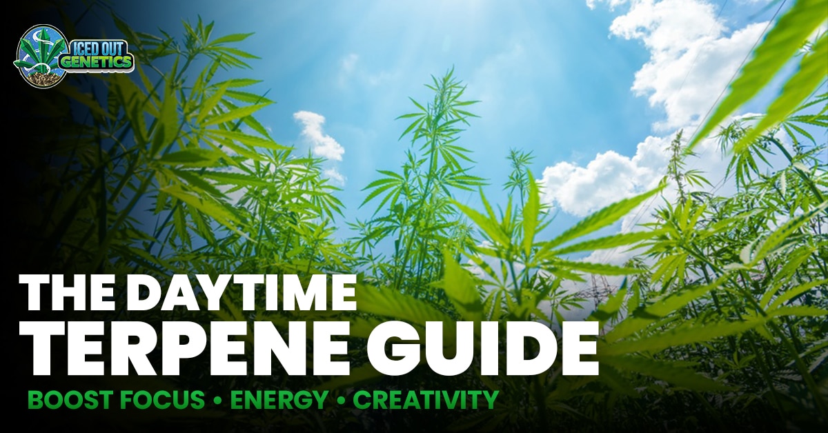 daytime cannabis terpenes