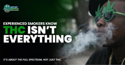 high THC vs terpene rich strains