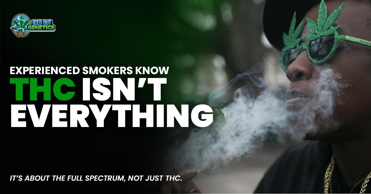 high THC vs terpene rich strains