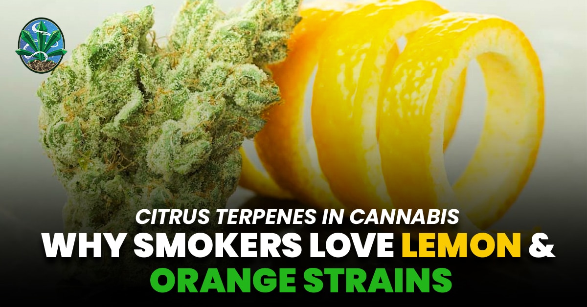 citrus terpenes in cannabis