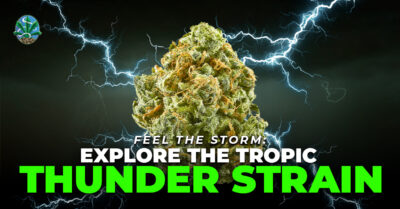 Tropic Thunder Strain