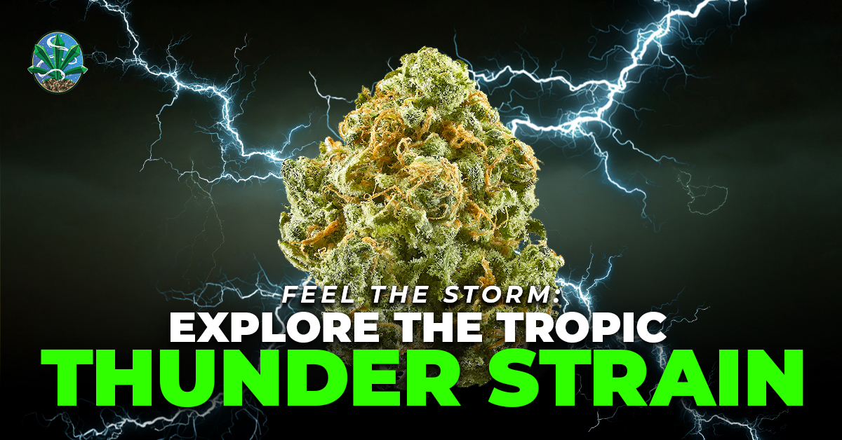 Tropic Thunder Strain