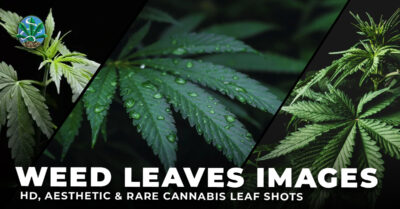 weed leaves images
