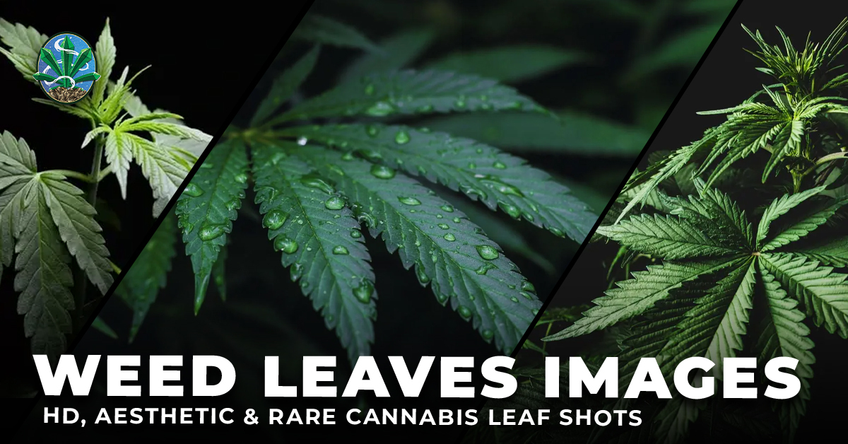 weed leaves images