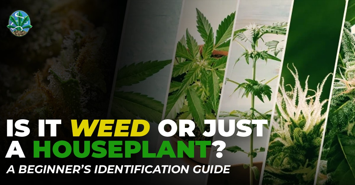 Pot Plants Look Like: A Guide to Identifying Young Marijuana and Houseplants