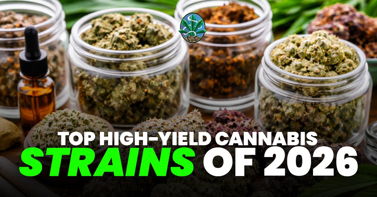 2026’s Highest Yielding Strains