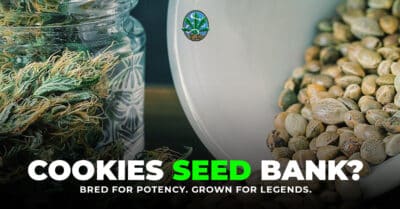Cookies Seed